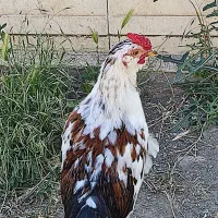 جوجه نیمچه گلین