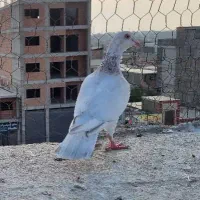 کبوتر اس رنگی و فری