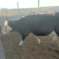 گاو شیری ،گوساله نر|حیوانات مزرعه|جوین, |دیوار