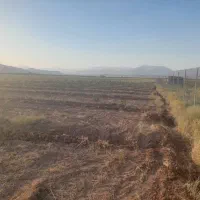 باغ پسته 4000 متری|فروش زمین و ملک کلنگی|رونیز, |دیوار