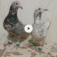 هفرنگ و پلنگ کرمونی