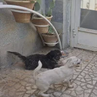 سگ پاکوتاه یکی گلدن نر و  داشهوند  نر  5 ماهه|سگ|سمنان, |دیوار