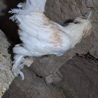خروس سفید|حیوانات مزرعه|کاشان, میدان کهنه|دیوار