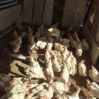 مرغ تخم گذار