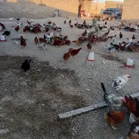 مرغ خروس گلپایگان|حیوانات مزرعه|هشتگرد, شهرک وحدت|دیوار