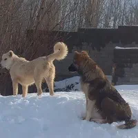 واگذاری توله چهارماهه نر ذات دار