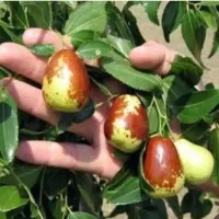 اغاز فروش نهال زرشک وعناب وسنجد از تولید کننده|خدمات باغبانی و درختکاری|مشهد, احمدآباد|دیوار