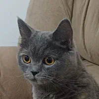 بریتیش ماده برای جفت گیری
