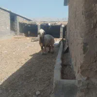شیشک داشتی