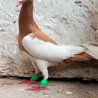 یهودی
