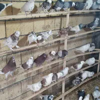 تعداد 170کبوتر درجه یک ازجفتی 1تومن تا3تومن