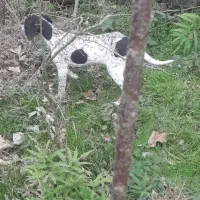 سگ شکاری پویینتر