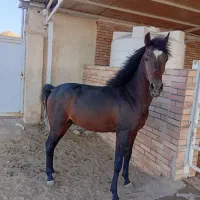 سه راس اسب
