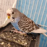 مرغ عشق نر و ماده جفت سالم