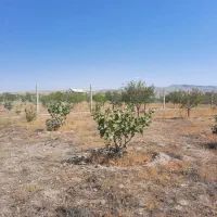 زمین ویلایی در یامچی|فروش زمین و ملک کلنگی|یامچی, |دیوار