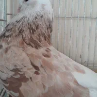 شازده سرور زرد