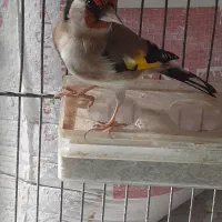 سهره بخوان|پرنده|فردیس, قریشی|دیوار