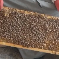 زنبورعسل کارنیکا