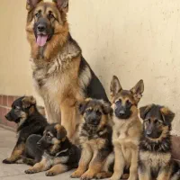 ژرمن|سگ|تهران, پاسداران|دیوار