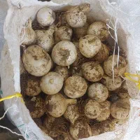 موسیر خرید دارم   خرید و فروش .  نقد . نقد