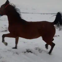 فروش اسب|اسب و تجهیزات اسب‌سواری|شهرکرد, |دیوار