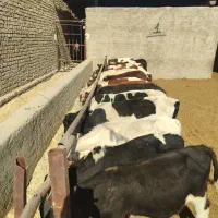 گوساله دو رگ نر|حیوانات مزرعه|جوادآباد, |دیوار