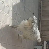 کره فروشی محلی