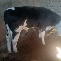 گاو سمینتال با گوساله|حیوانات مزرعه|ایجرود, |دیوار