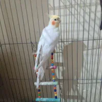 عروس هلندی جفت مولد