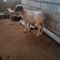 گوسفند عربی