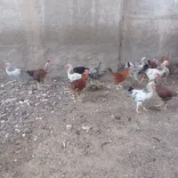 تعداد 150 عدد جوجه بوقلمون بومی و جوجه خروس بومی|حیوانات مزرعه|تهران, جنت‌آباد مرکزی|دیوار