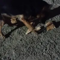 سگ ژرمن|سگ|پردیس, فاز ۶|دیوار