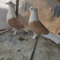 کبوتر پشتدار