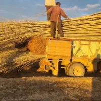 بخش تولید نهال صنوبر و انواع میوه