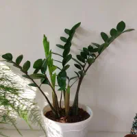 انواع گل و گلدان زاموفیلیا|گل و گیاه طبیعی|فردیس, فردیس|دیوار