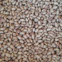 لوبیا چیتی کوشا درجه ۱ کاملا تمیز پاک کرده