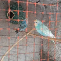 دوجفت مرغ عشق اسپانگل|پرنده|چغادک, |دیوار