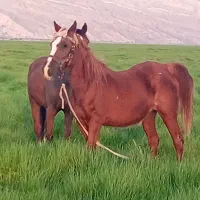 اسب|اسب و تجهیزات اسب‌سواری|گله دار, |دیوار