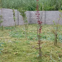 علف زنی با دستگاه چمن زن|خدمات باغبانی و درختکاری|رشت, توشیبا|دیوار