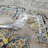جوجه عروس هلندی|پرنده|مهر, |دیوار