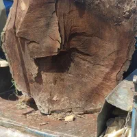 خرید انواع درخت و چوب|خدمات باغبانی و درختکاری|قزوین, |دیوار