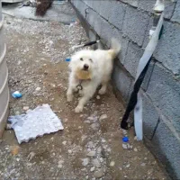 سگ پامر پشمی