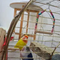 طوطی برزیلی مولد|پرنده|کرج, ساسانی (قلمستان)|دیوار