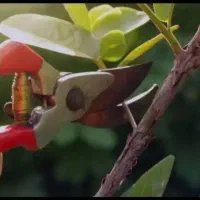 هرس باغ و باغچه و ویلا