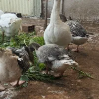 غاز نرو ماده لیندا فروش و معاوضه