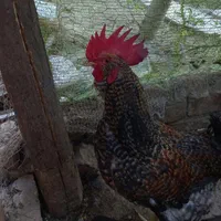 خروس 2 ساله نژاد دار ۵۰۰ت
