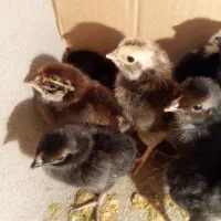 جوجه گلین|حیوانات مزرعه|کنگاور, |دیوار