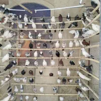 کفتر بار جدید کبوتر تک و تعداد کفتر به شرط