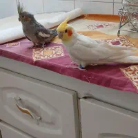 عروس نر و ماده|پرنده|قم, شاه ابراهیم|دیوار