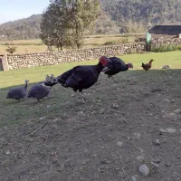 بوقلمون|حیوانات مزرعه|ماکلوان, |دیوار